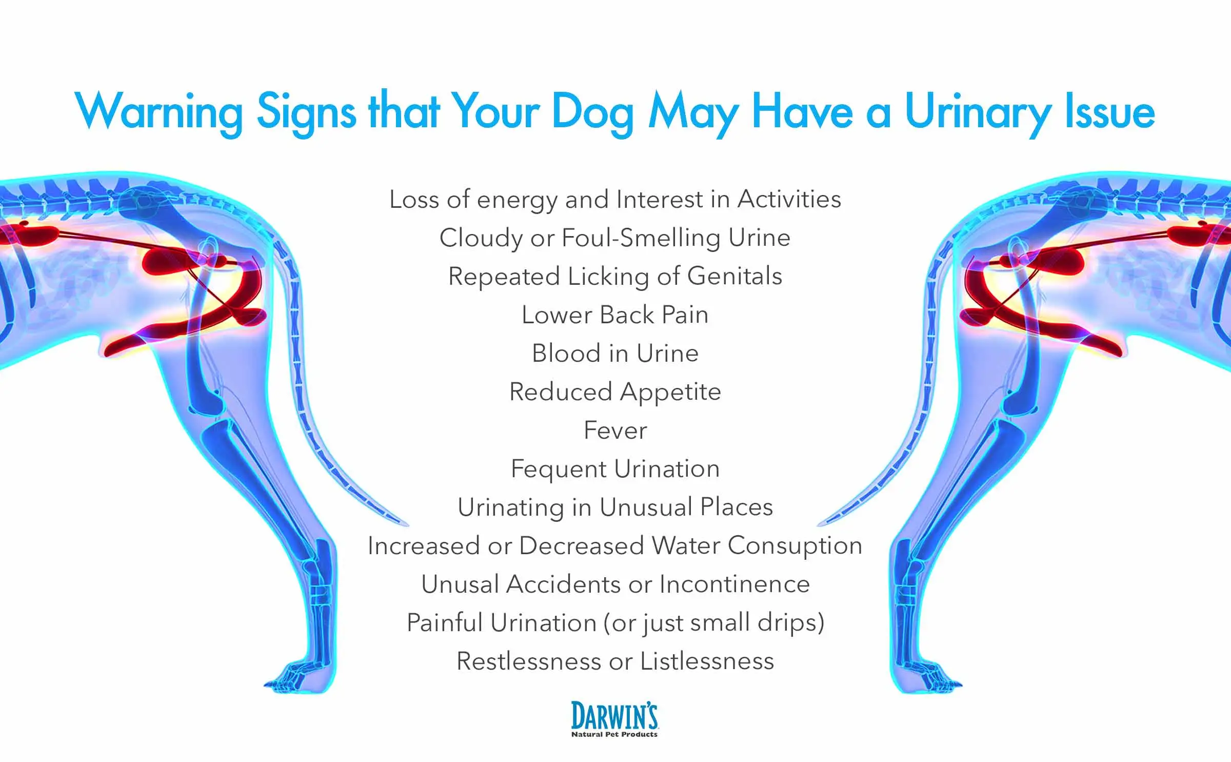 Symptoms of Urinary Tract Infection in Dogs