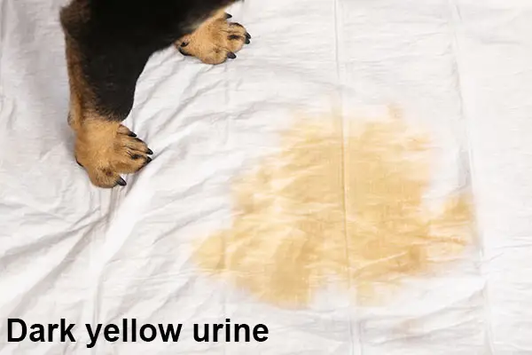 Symptoms of Urinary Tract Infection in Dogs