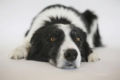 Signs of Urinary Tract Infection in Female Dogs