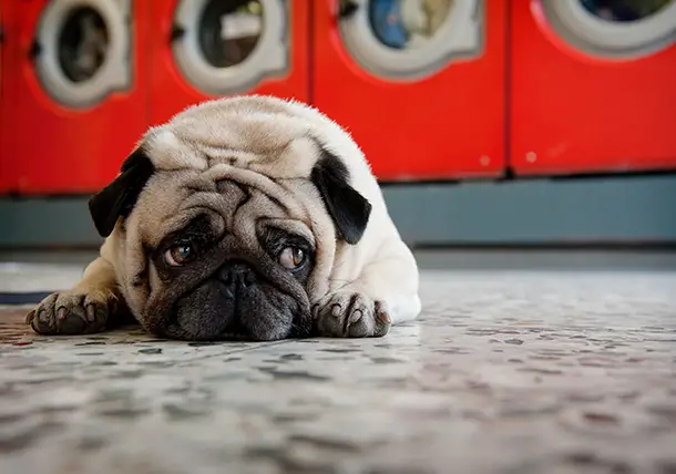 Signs of Urinary Tract Infection in Female Dogs