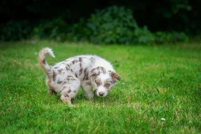 Signs of Urinary Tract Infection in Female Dogs