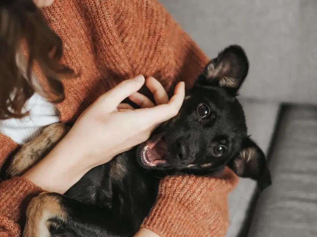 Signs of Urinary Tract Infection in Female Dogs