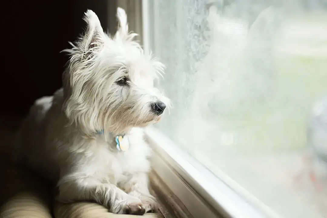 Signs of Urinary Tract Infection in Female Dogs
