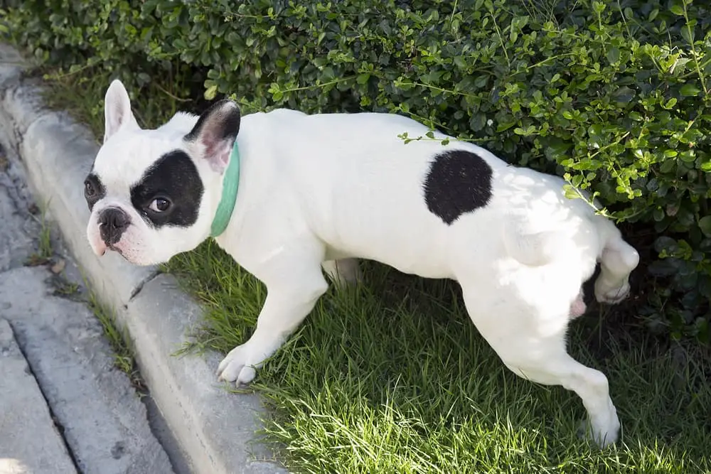 Signs of Urinary Tract Infection in Female Dogs