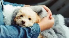 Best Allergy Medicine for Dogs with Itchy Skin
