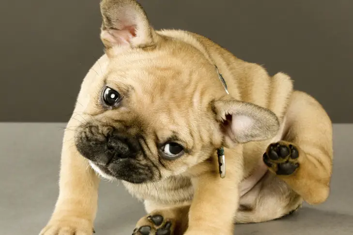 Best Allergy Medicine for Dogs with Itchy Skin