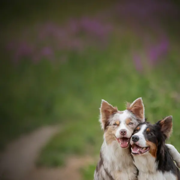 Best Allergy Medicine for Dogs with Itchy Skin
