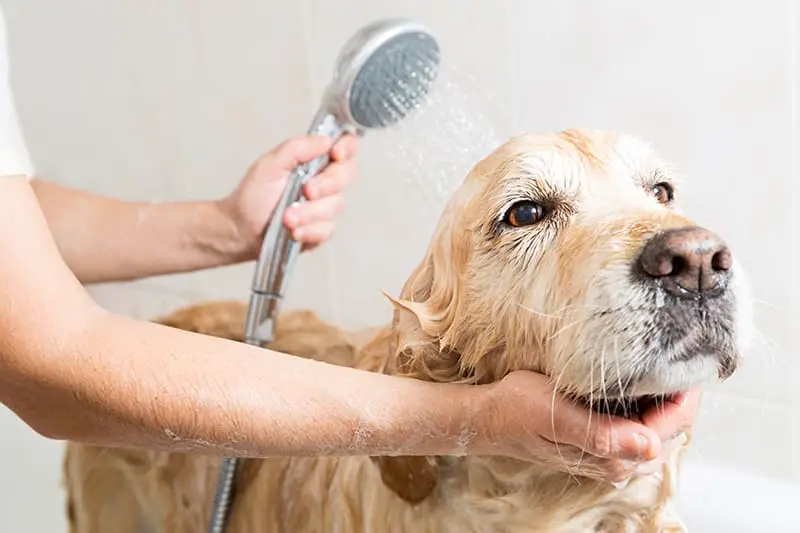 Best Allergy Medicine for Dogs with Itchy Skin