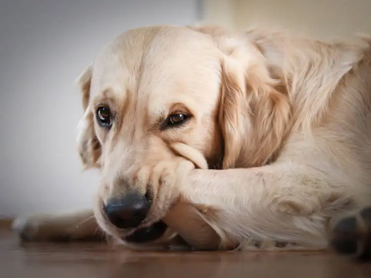 Best Allergy Medicine for Dogs with Itchy Skin