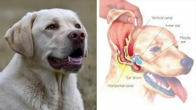 Home Remedies for Ear Mites in Dogs