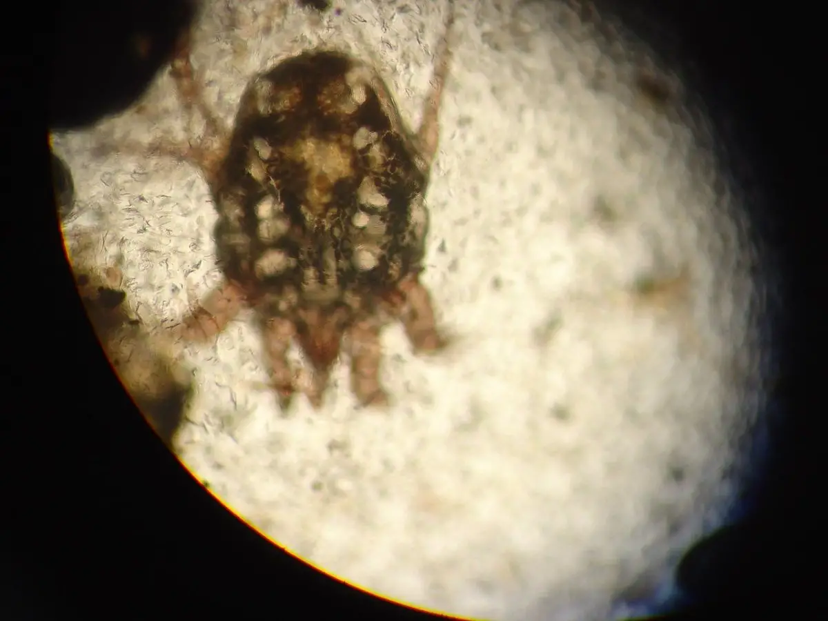 Home Remedies for Ear Mites in Dogs