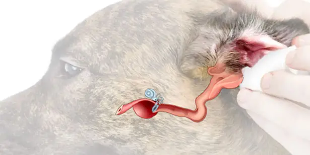 Home Remedies for Ear Mites in Dogs