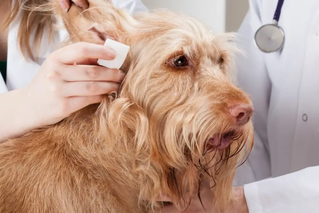 Home Remedies for Ear Mites in Dogs