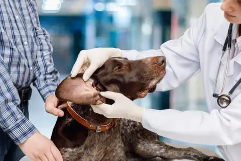 Home Remedies for Ear Mites in Dogs