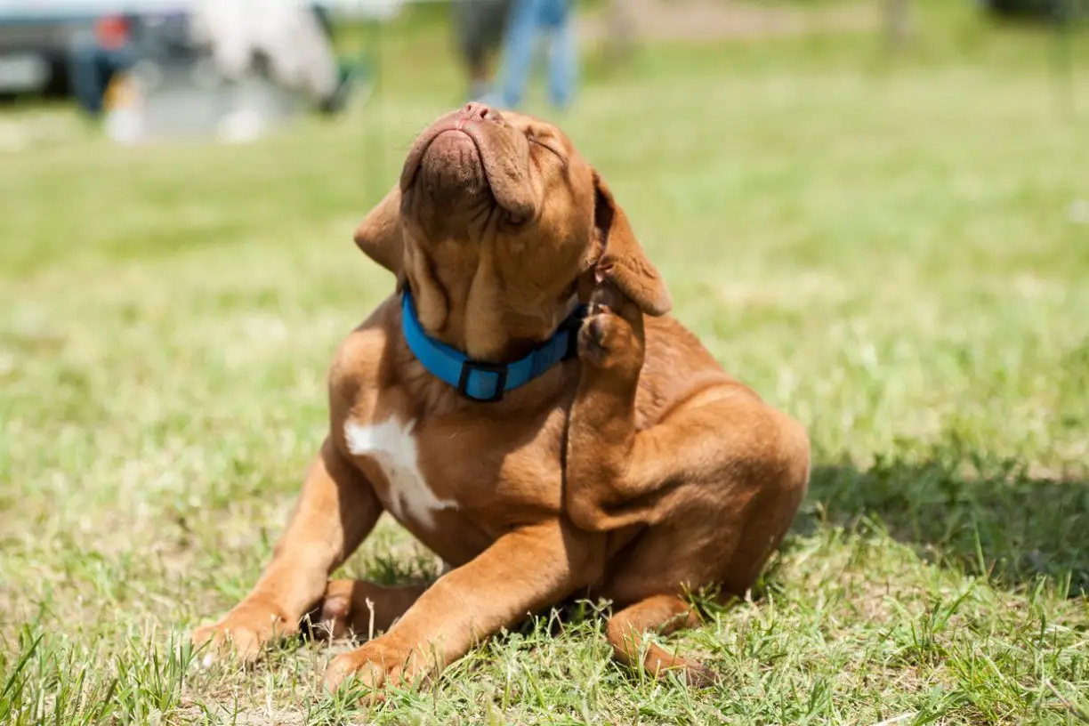 Home Remedies for Ear Mites in Dogs