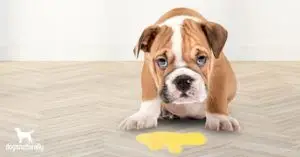 Flea Pills for Dogs Without a Vet Prescription