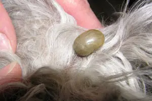 Flea Pills for Dogs Without a Vet Prescription