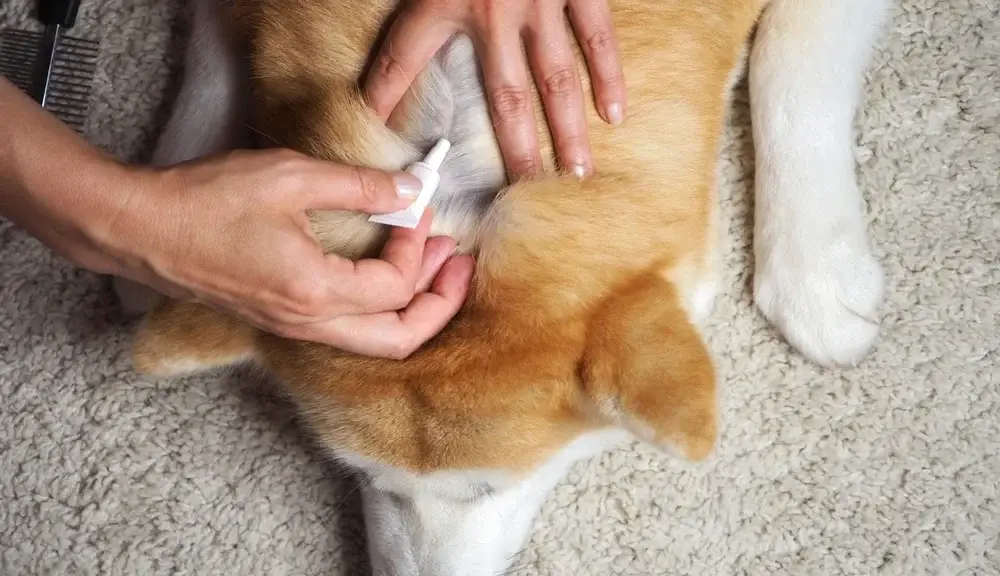 Flea Pills for Dogs Without a Vet Prescription