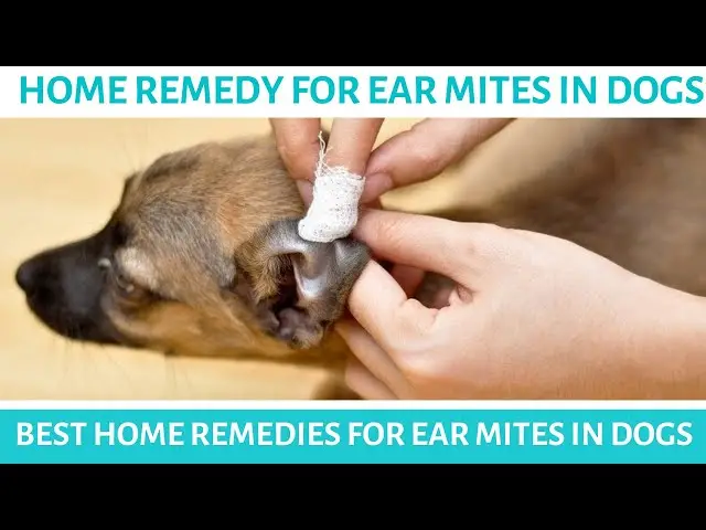 Flea Pills for Dogs Without a Vet Prescription