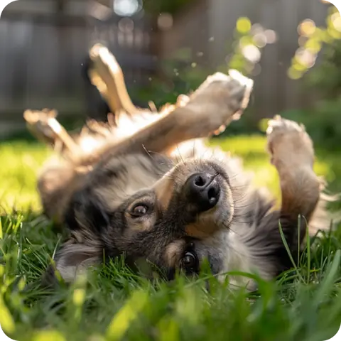Flea Pills for Dogs Without a Vet Prescription