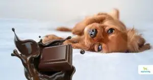 Flea Pills for Dogs Without a Vet Prescription