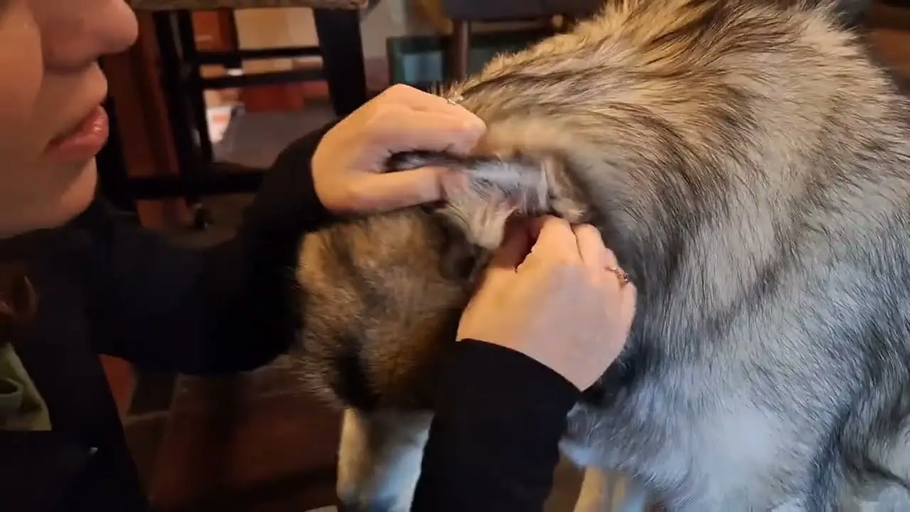 Flea Pills for Dogs Without a Vet Prescription