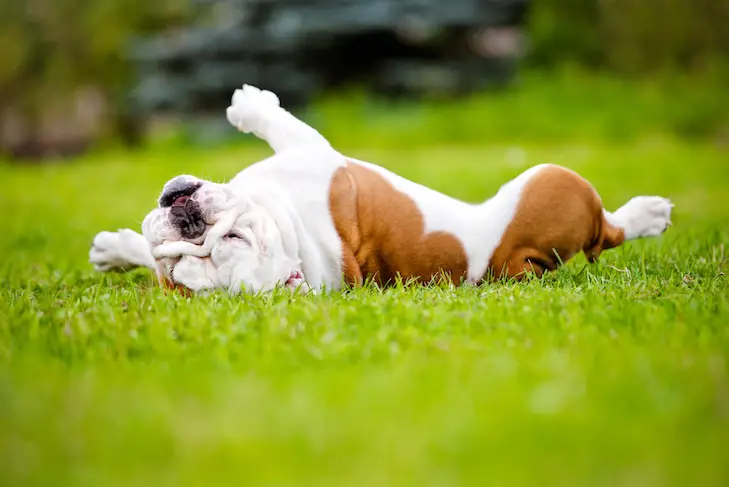 Flea Pills for Dogs Without a Vet Prescription