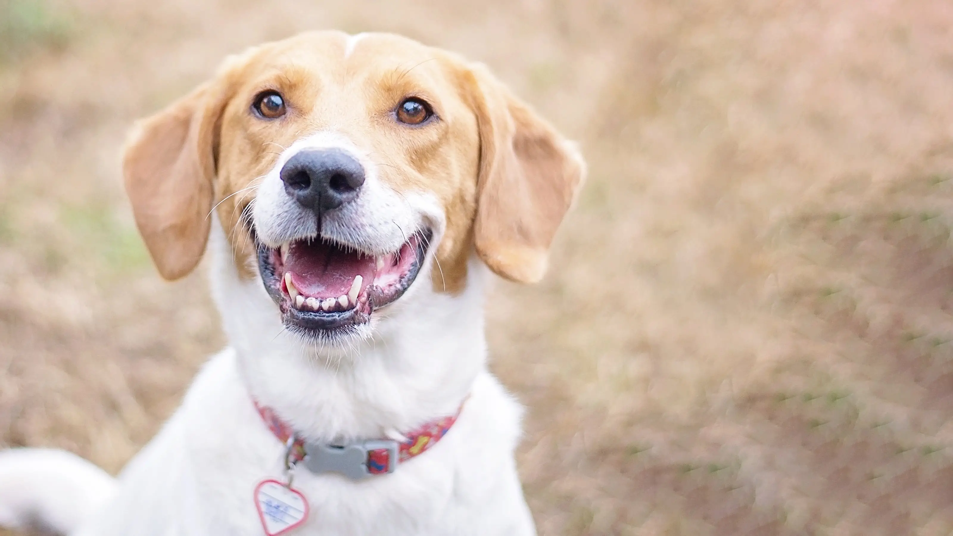 Flea Pills for Dogs Without a Vet Prescription