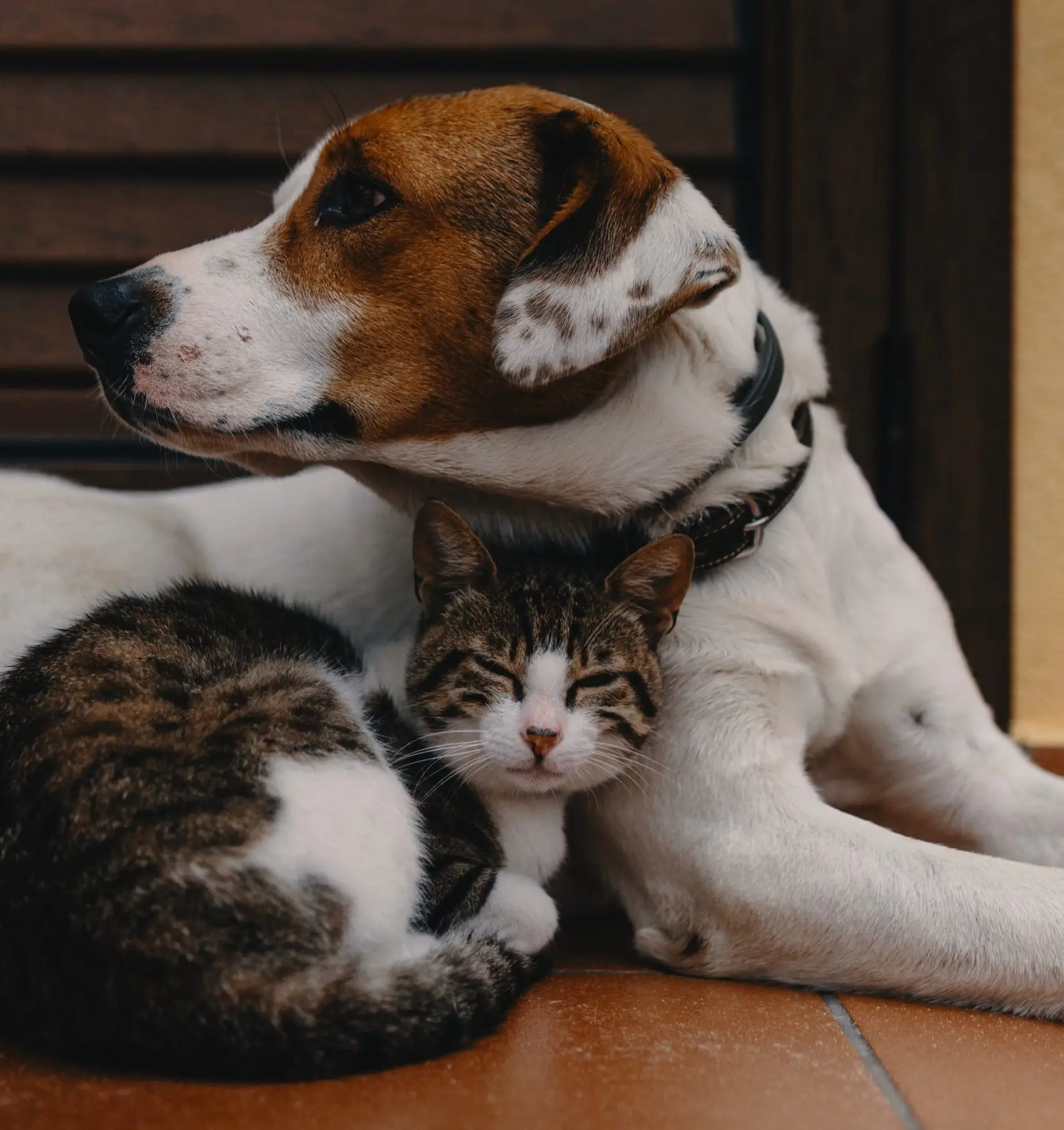 Safest Flea and Tick Treatment for Dogs