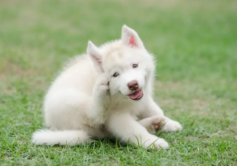 Safest Flea and Tick Treatment for Dogs