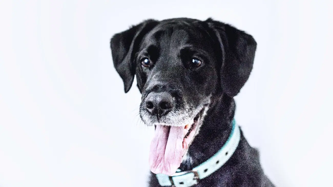 Safest Flea and Tick Treatment for Dogs