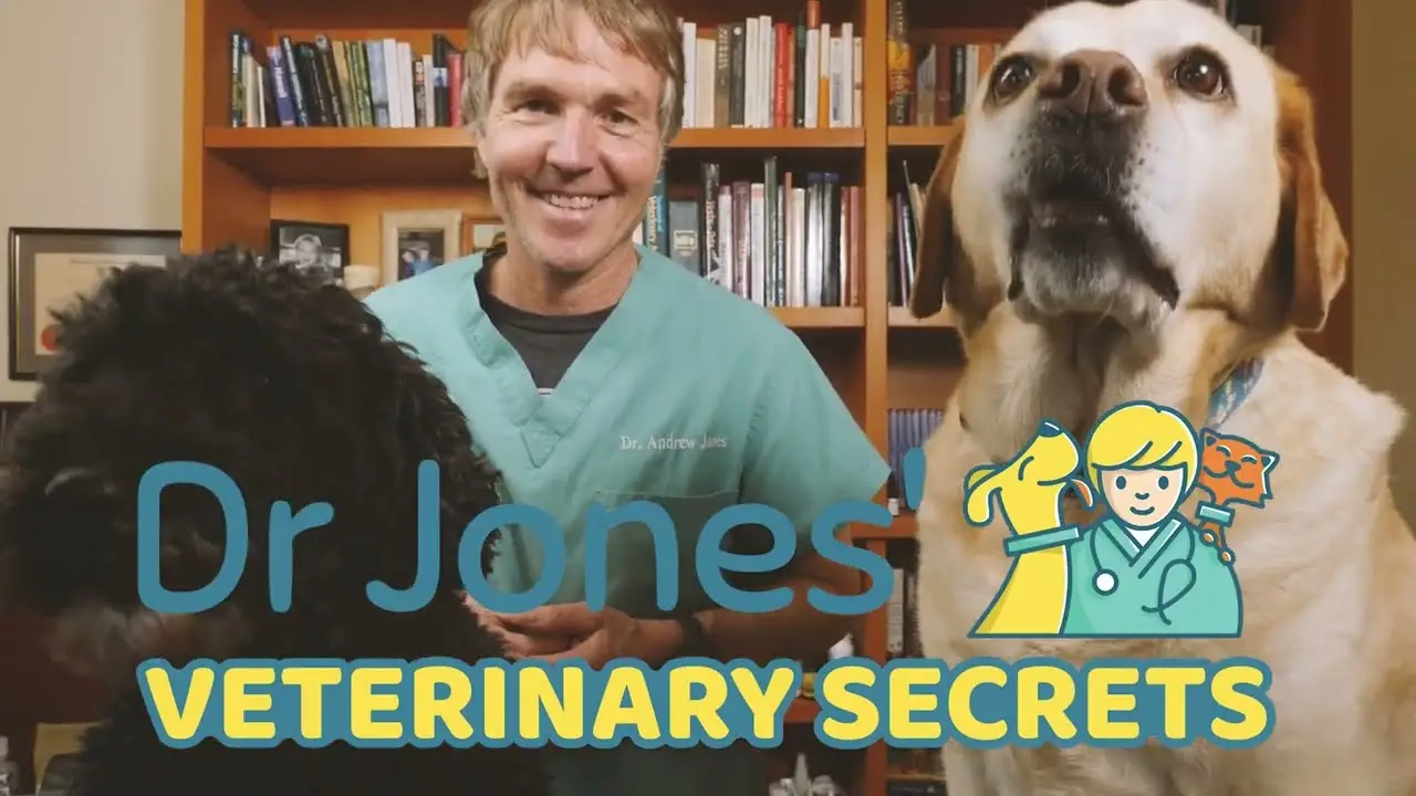 Safest Flea and Tick Treatment for Dogs