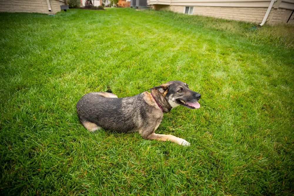 Safest Flea and Tick Treatment for Dogs