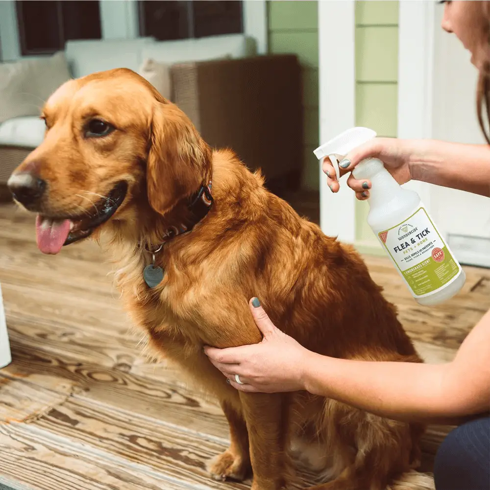 Safest Flea and Tick Treatment for Dogs