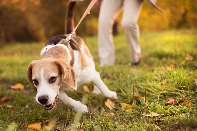 Safest Flea and Tick Treatment for Dogs