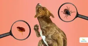 Flea and Tick Pills for Dogs Without a Vet Prescription