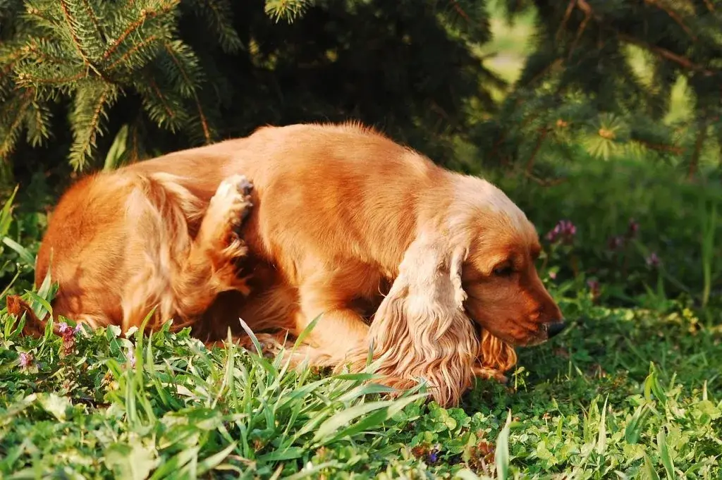 Flea and Tick Pills for Dogs Without a Vet Prescription