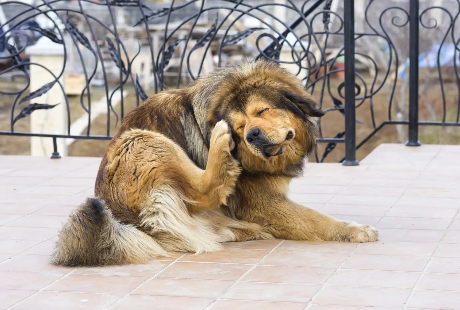 Flea and Tick Pills for Dogs Without a Vet Prescription