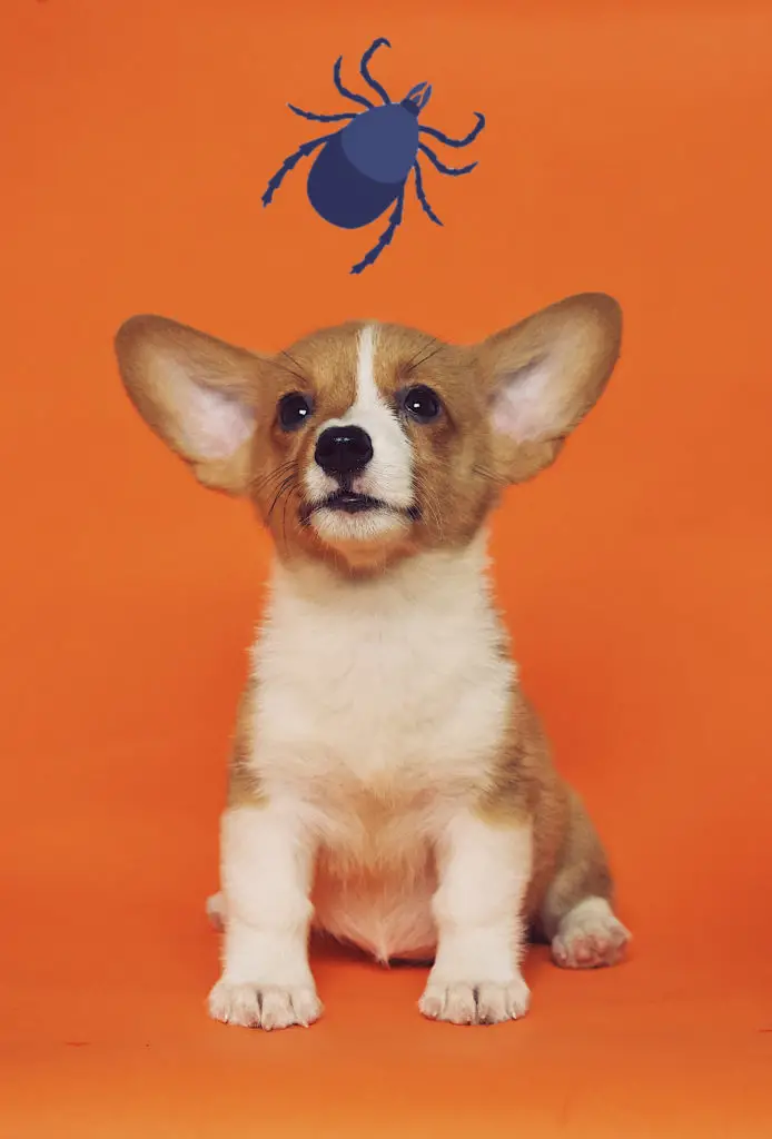 Flea and Tick Pills for Dogs Without a Vet Prescription