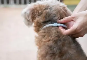 Flea and Tick Pills for Dogs Without a Vet Prescription