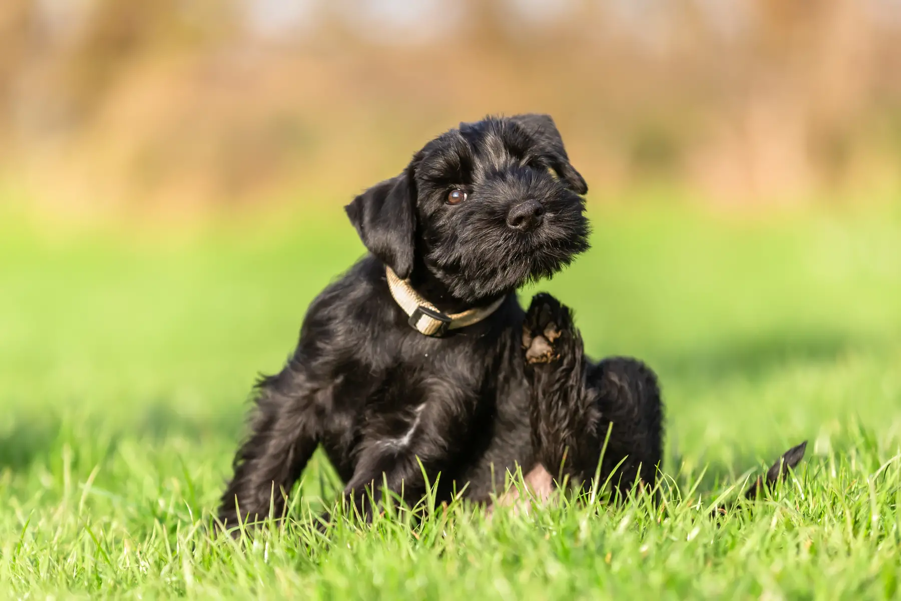 Flea and Tick Pills for Dogs Without a Vet Prescription