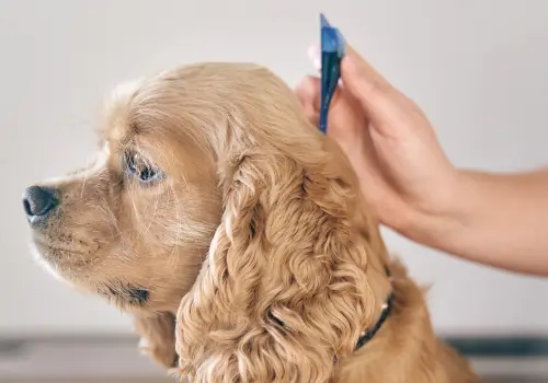 Flea and Tick Pills for Dogs Without a Vet Prescription