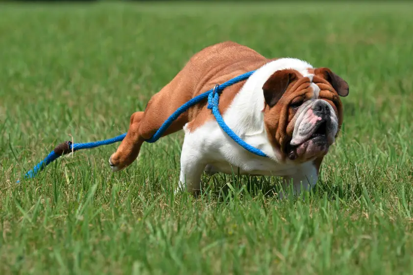 Dog Toxins Symptoms A Comprehensive Overview