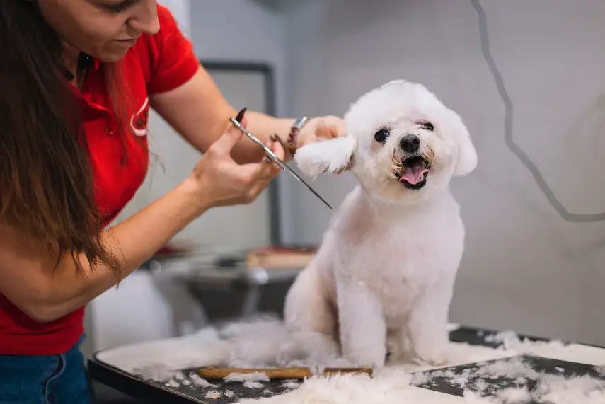 Dog Toxins Symptoms A Comprehensive Overview