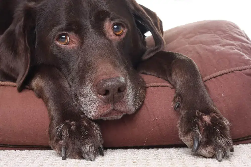 Dog Toxins Symptoms A Comprehensive Overview