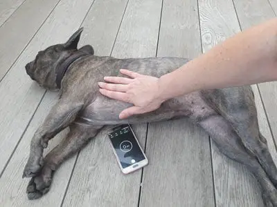 Dog Toxins Symptoms A Comprehensive Overview