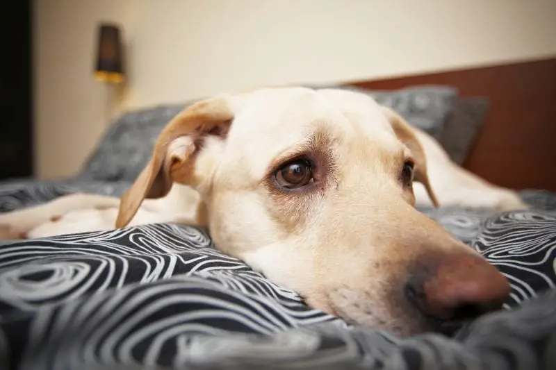 Dog Toxins Symptoms A Comprehensive Overview