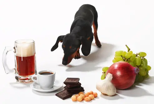 Dog Toxins Symptoms A Comprehensive Overview