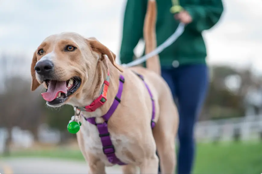 Dog Toxins Symptoms A Comprehensive Overview