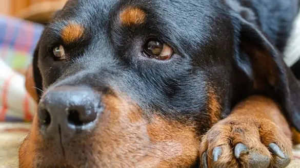 Dog Toxins Symptoms A Comprehensive Overview